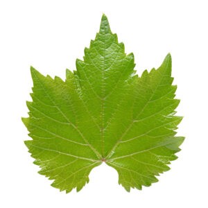 Hakkımızda 8 Grape leaf isolated on white background