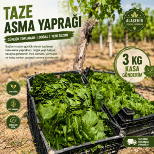 Ön Sipariş/2026 YENİ SEZON TAZE YEŞİL UÇ YAPRAK NET:3KG