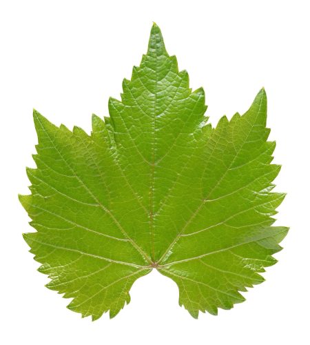 Grape leaf isolated on white background